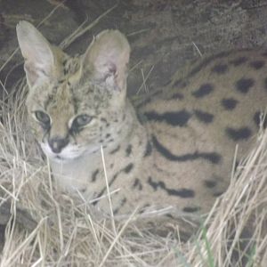 Serval Cat