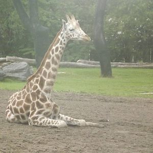 Rothschild Giraffe