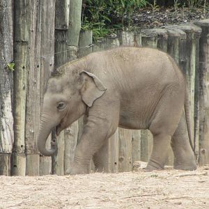 Asian Elephant Baby