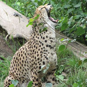 Cheetah Yawning