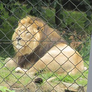 Asiatic Lion