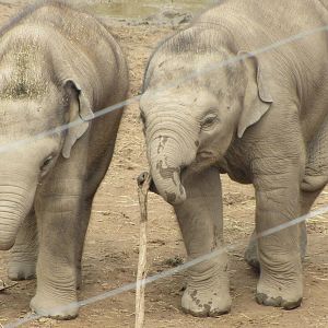 Baby Elephants Playing