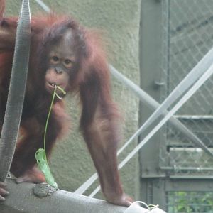 Young Orangutan Playing
