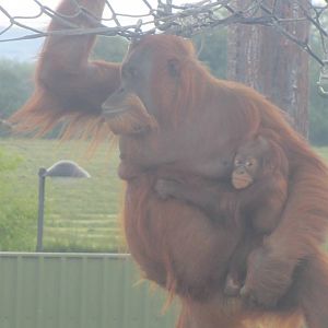 Mum and Baby Orang