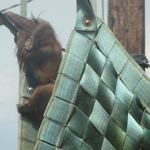 Baby Orang beginning to explore