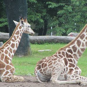 Young Rothschild Giraffes
