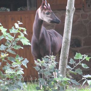 Okapi
