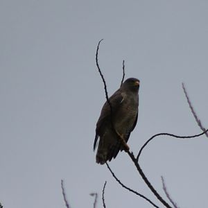 Roadside hawk