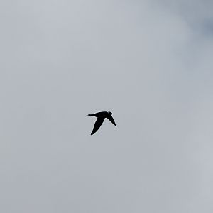 White-collared swift