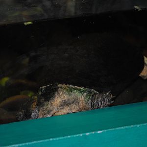East African Black Mud Turtle