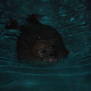 Atlantic Harbor Seal