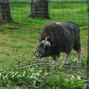 Musk Ox Calf