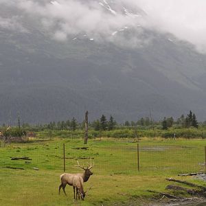 Roosevelt Elk - bachelors separated from main herd