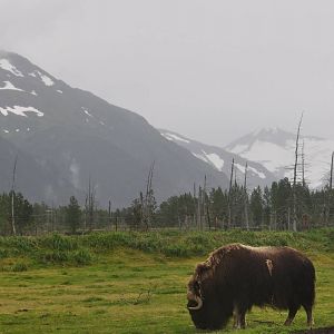 Musk Ox Bull