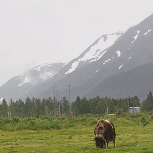 Musk Ox below hanging glacier