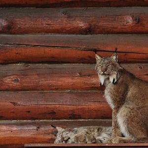 Pair of Canada Lynx