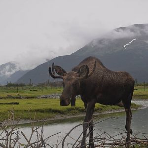 Bull Moose