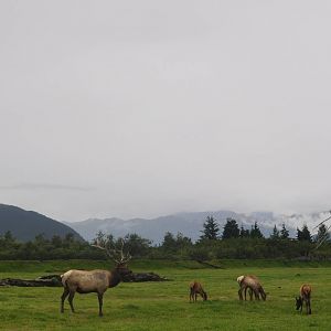 Roosevelt Elk at base of Turnagain Pass - AWCC