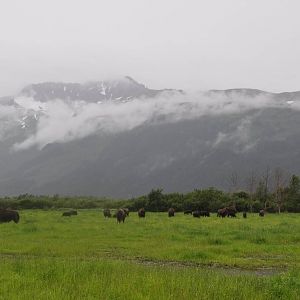 Wood Bison beneath Kenai Mountains - AWCC