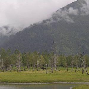 Bull Moose with Wood Bison Bull in background