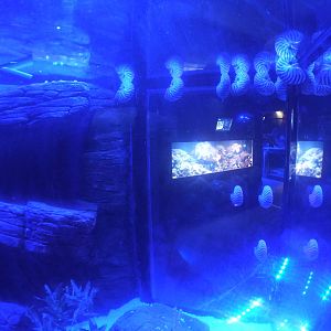 Nautilus tank, January 2014