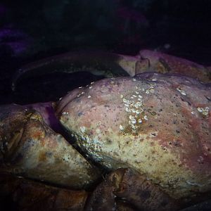 Claude, Tasmanian king crab, January 2014