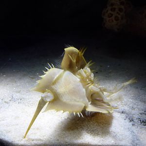 Horseshoe crab, January 2014