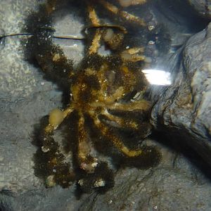 Decorator crab, January 2014