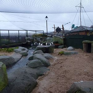 Penguin 'sanctuary', January 2014
