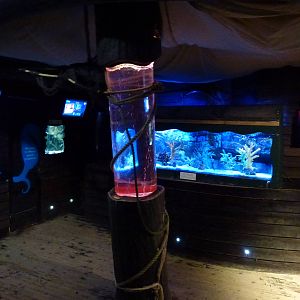 Kingdom of the Seahorse, January 2014