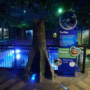 Turtle exhibit, January 2014