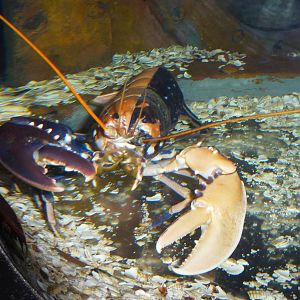 Harley Quin the lobster, January 2014