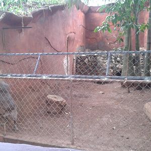 Enclosure Mexican naked dog