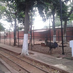 Enclosure emu and Yucatan white-tailed deers
