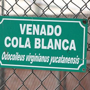 Sign Yucatan white-tailed deer