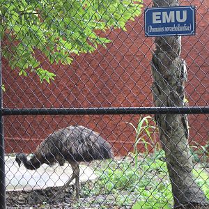 Emu and sign