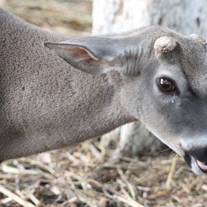 Yucatan white-tailed deer male