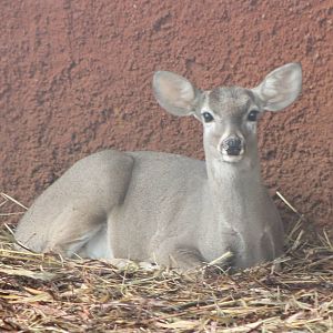 Yucatan white-tailed deer female