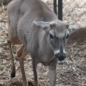 Yucatan white-tailed deer male
