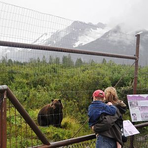 Brown Bear Exhibit with Guests
