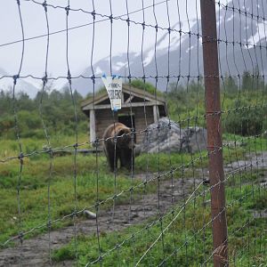 Brown Bear Exhibit Fencing