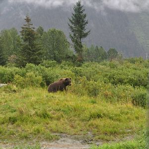 Brown Bear in the Mist