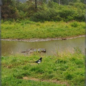Black-billed Magpie (wild) in Brown Bear Exhibit