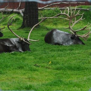 Caribou
