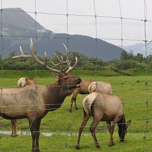 Bugling Roosevelt Elk Bull