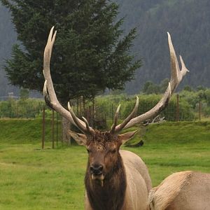 Roosevelt Elk Bull