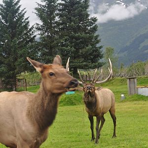Roosevelt Elk Bull in Rut
