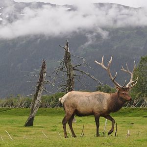 Roosevelt Elk in Full View