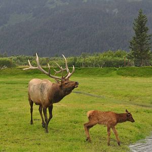 Roosevelt Elk Bull and Calf