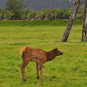 Roosevelt Elk Calf
